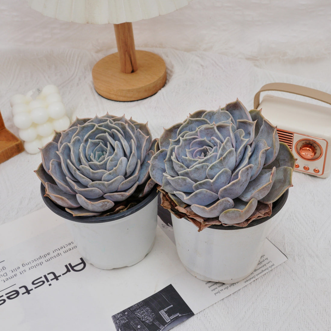 5'' Echeveria Lilacina, Rare Live Succulent Plants