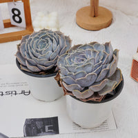 5'' Echeveria Lilacina, Rare Live Succulent Plants