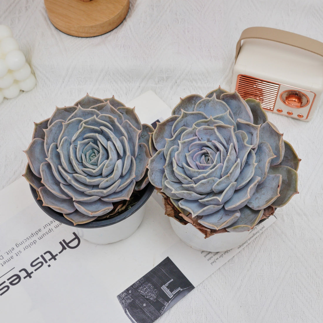 5'' Echeveria Lilacina, Rare Live Succulent Plants