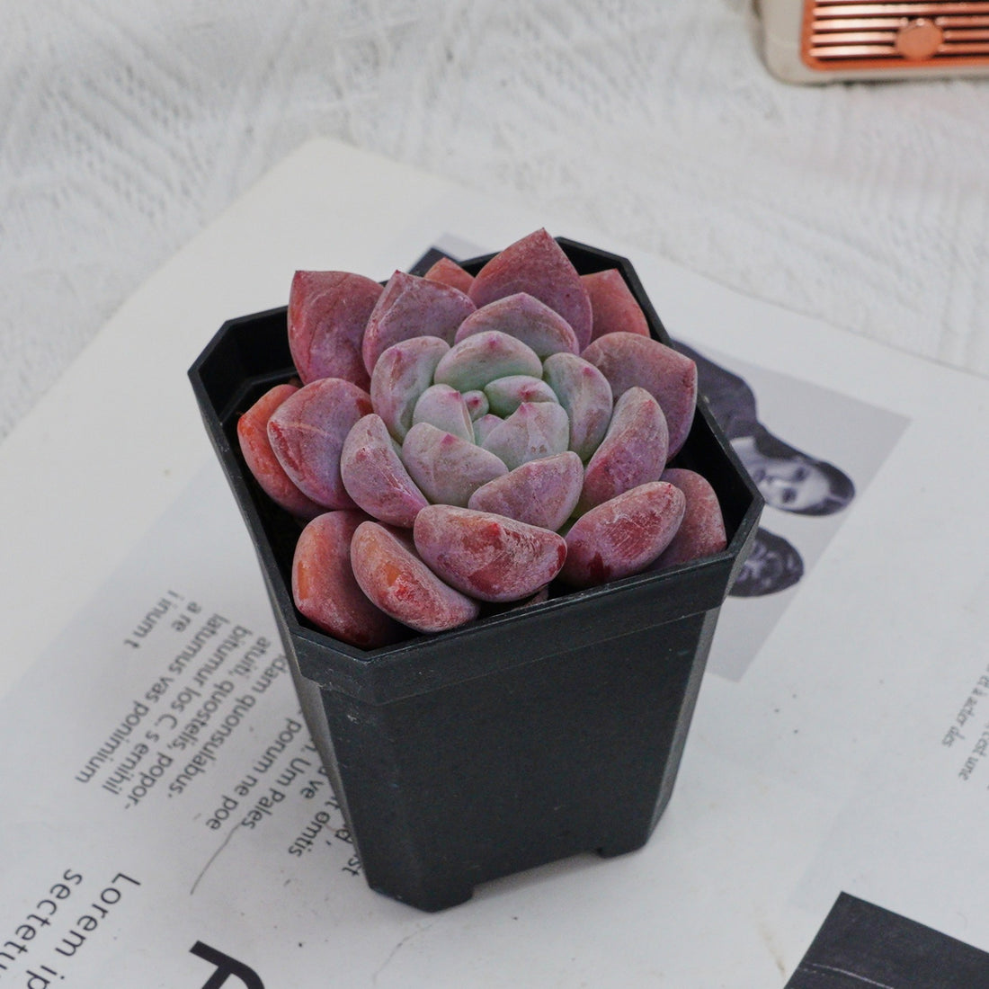 3'' Echeveria OB Ice Green, Rare Live Succulent Plants