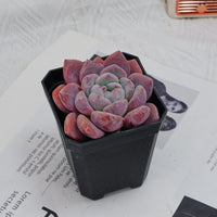 3'' Echeveria OB Ice Green, Rare Live Succulent Plants