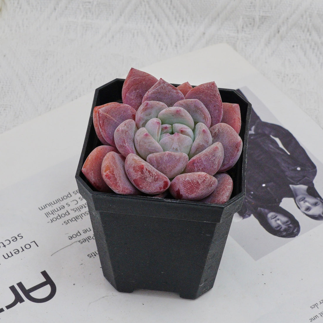 3'' Echeveria OB Ice Green, Rare Live Succulent Plants