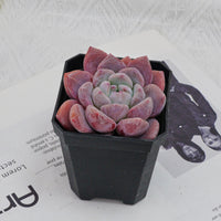 3'' Echeveria OB Ice Green, Rare Live Succulent Plants