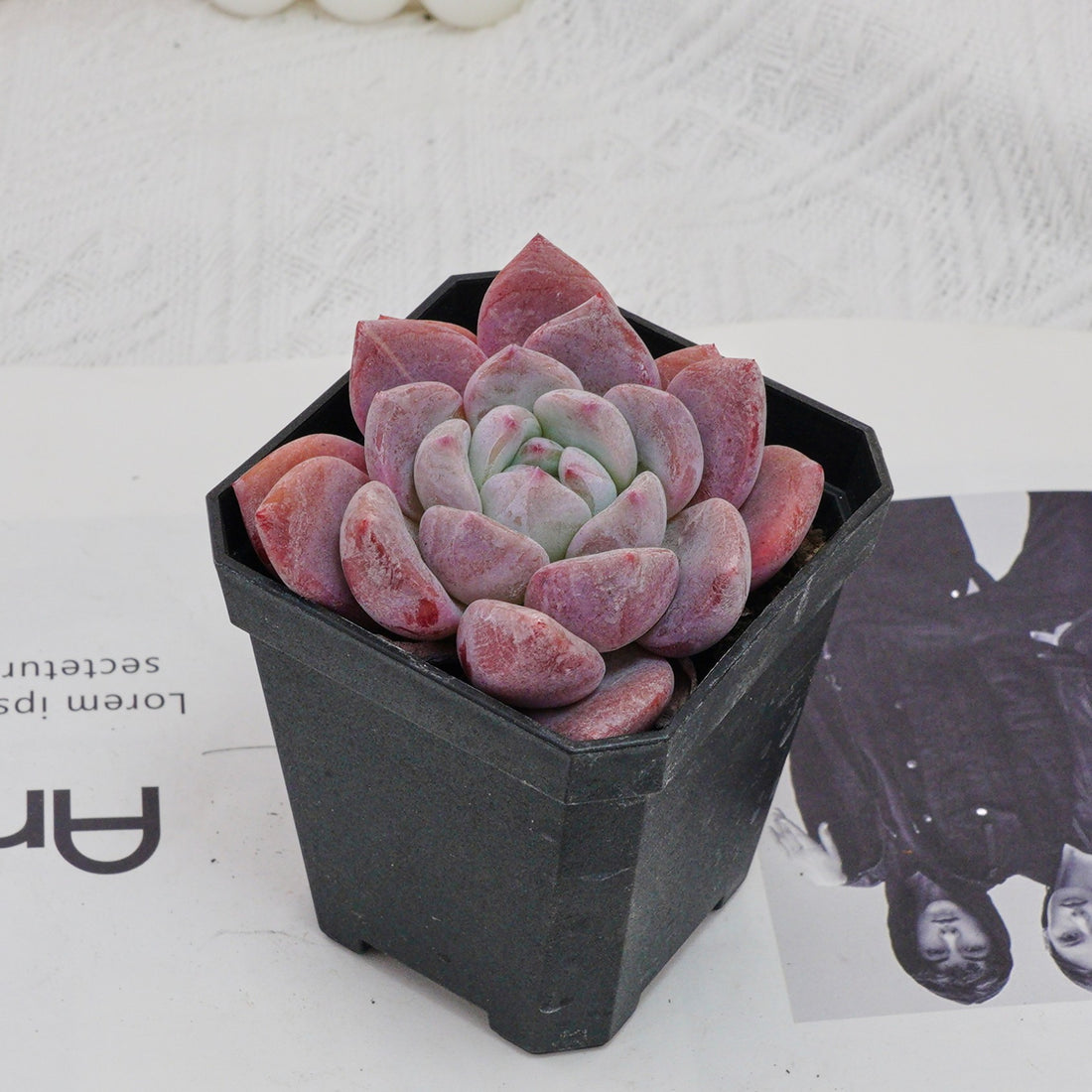3'' Echeveria OB Ice Green, Rare Live Succulent Plants