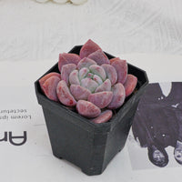 3'' Echeveria OB Ice Green, Rare Live Succulent Plants