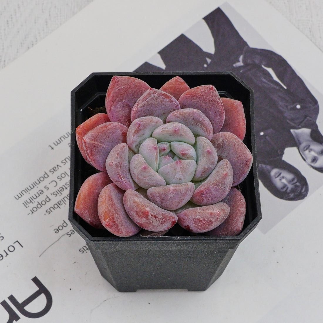 3'' Echeveria OB Ice Green, Rare Live Succulent Plants