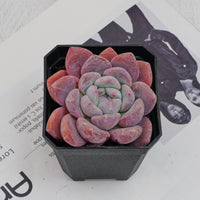 3'' Echeveria OB Ice Green, Rare Live Succulent Plants