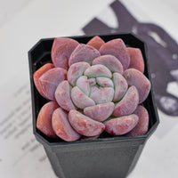 3'' Echeveria OB Ice Green, Rare Live Succulent Plants