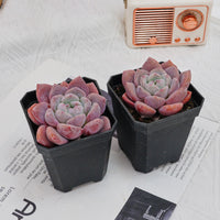 3'' Echeveria OB Ice Green, Rare Live Succulent Plants