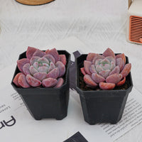 3'' Echeveria OB Ice Green, Rare Live Succulent Plants