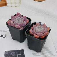 3'' Echeveria OB Ice Green, Rare Live Succulent Plants