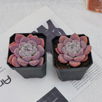 3'' Echeveria OB Ice Green, Rare Live Succulent Plants