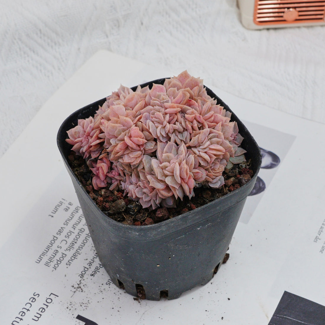 3.5'' Echeveria Blue Surprise Crested, Rare Live Succulent Plants