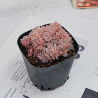 3.5'' Echeveria Blue Surprise Crested, Rare Live Succulent Plants