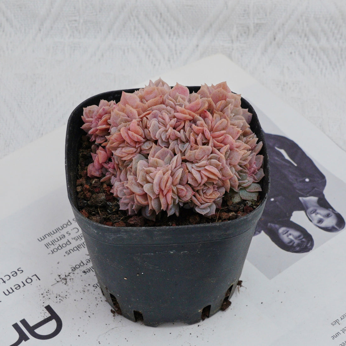 3.5'' Echeveria Blue Surprise Crested, Rare Live Succulent Plants