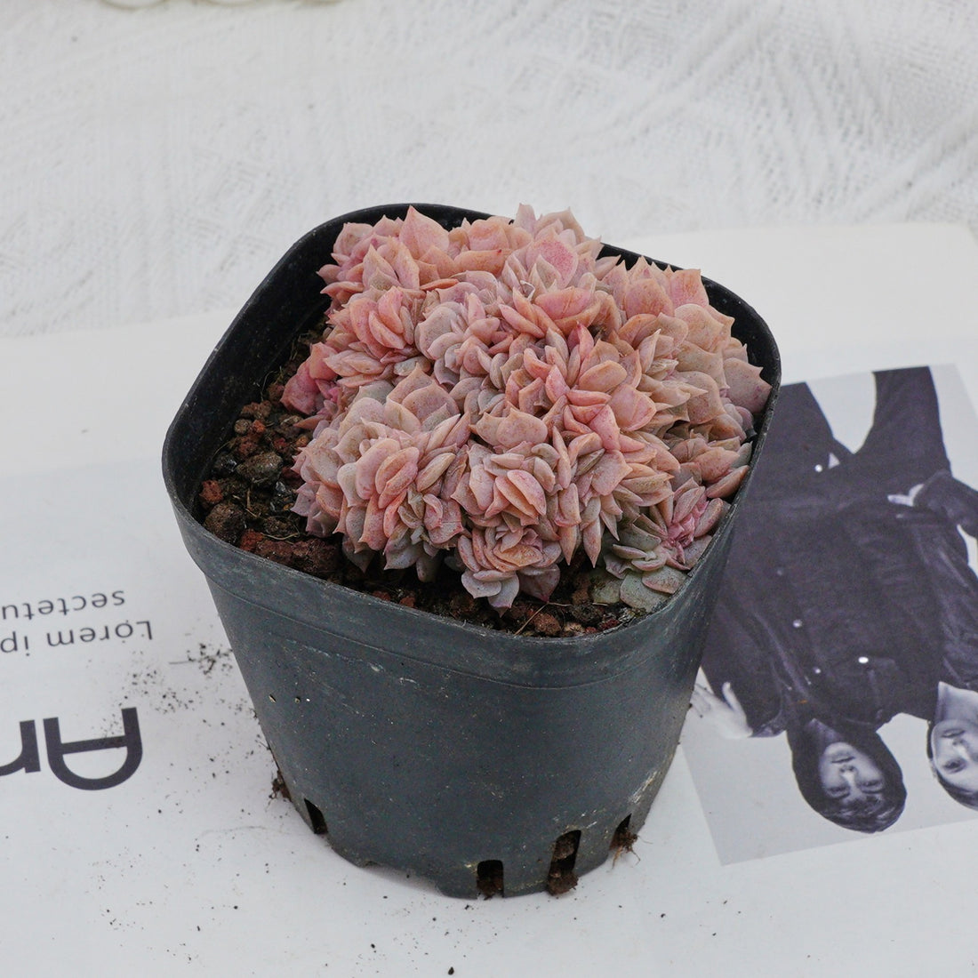 3.5'' Echeveria Blue Surprise Crested, Rare Live Succulent Plants