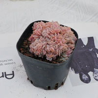3.5'' Echeveria Blue Surprise Crested, Rare Live Succulent Plants