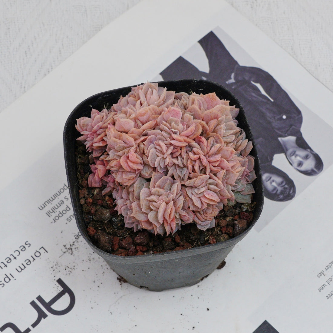 3.5'' Echeveria Blue Surprise Crested, Rare Live Succulent Plants