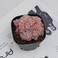 3.5'' Echeveria Blue Surprise Crested, Rare Live Succulent Plants