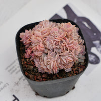 3.5'' Echeveria Blue Surprise Crested, Rare Live Succulent Plants