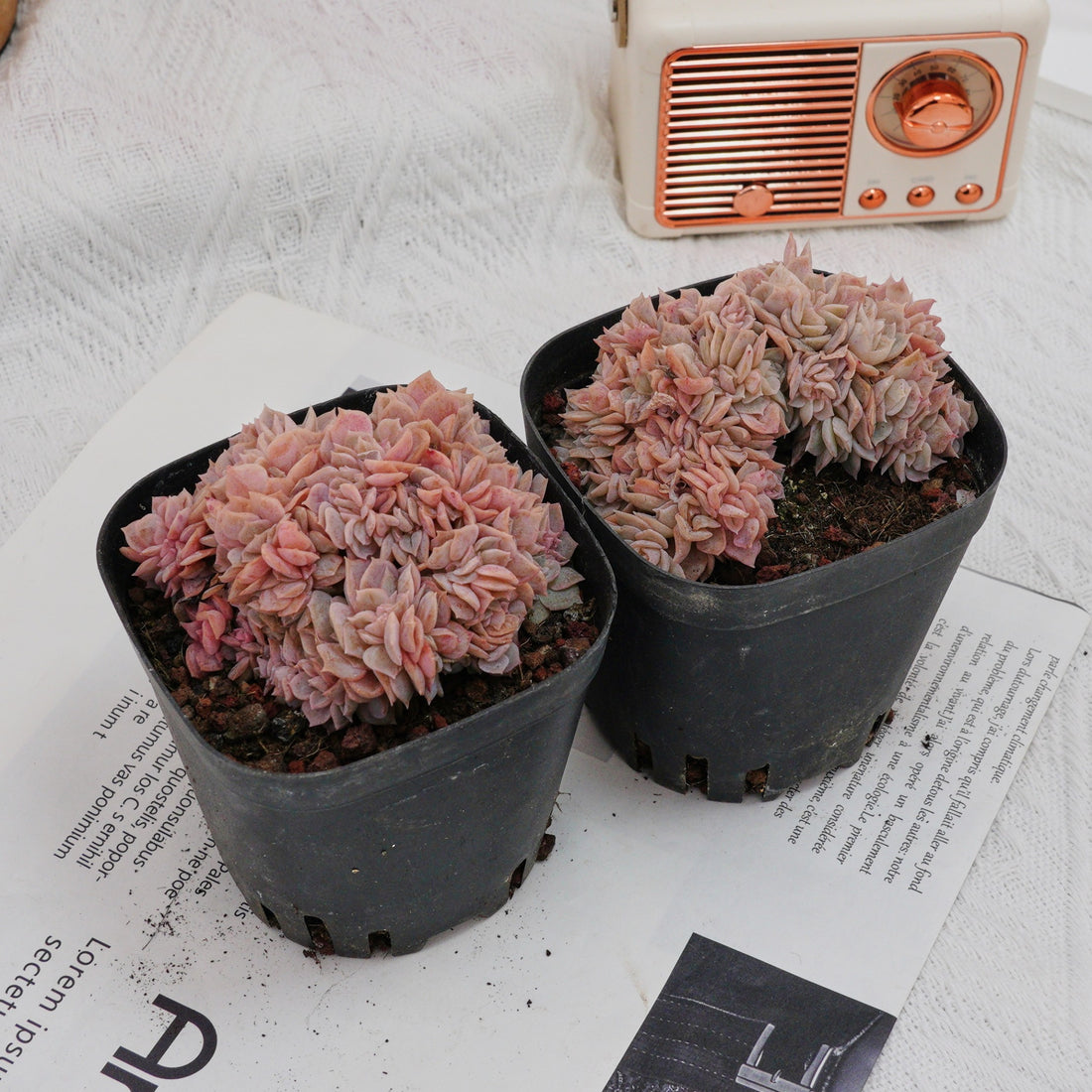 3.5'' Echeveria Blue Surprise Crested, Rare Live Succulent Plants