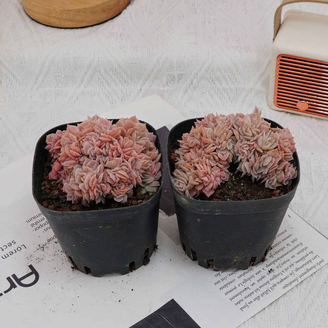 3.5'' Echeveria Blue Surprise Crested, Rare Live Succulent Plants