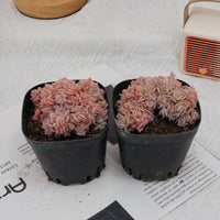 3.5'' Echeveria Blue Surprise Crested, Rare Live Succulent Plants