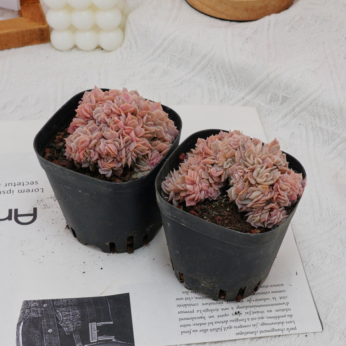3.5'' Echeveria Blue Surprise Crested, Rare Live Succulent Plants