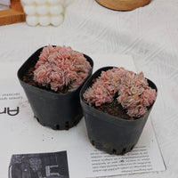 3.5'' Echeveria Blue Surprise Crested, Rare Live Succulent Plants
