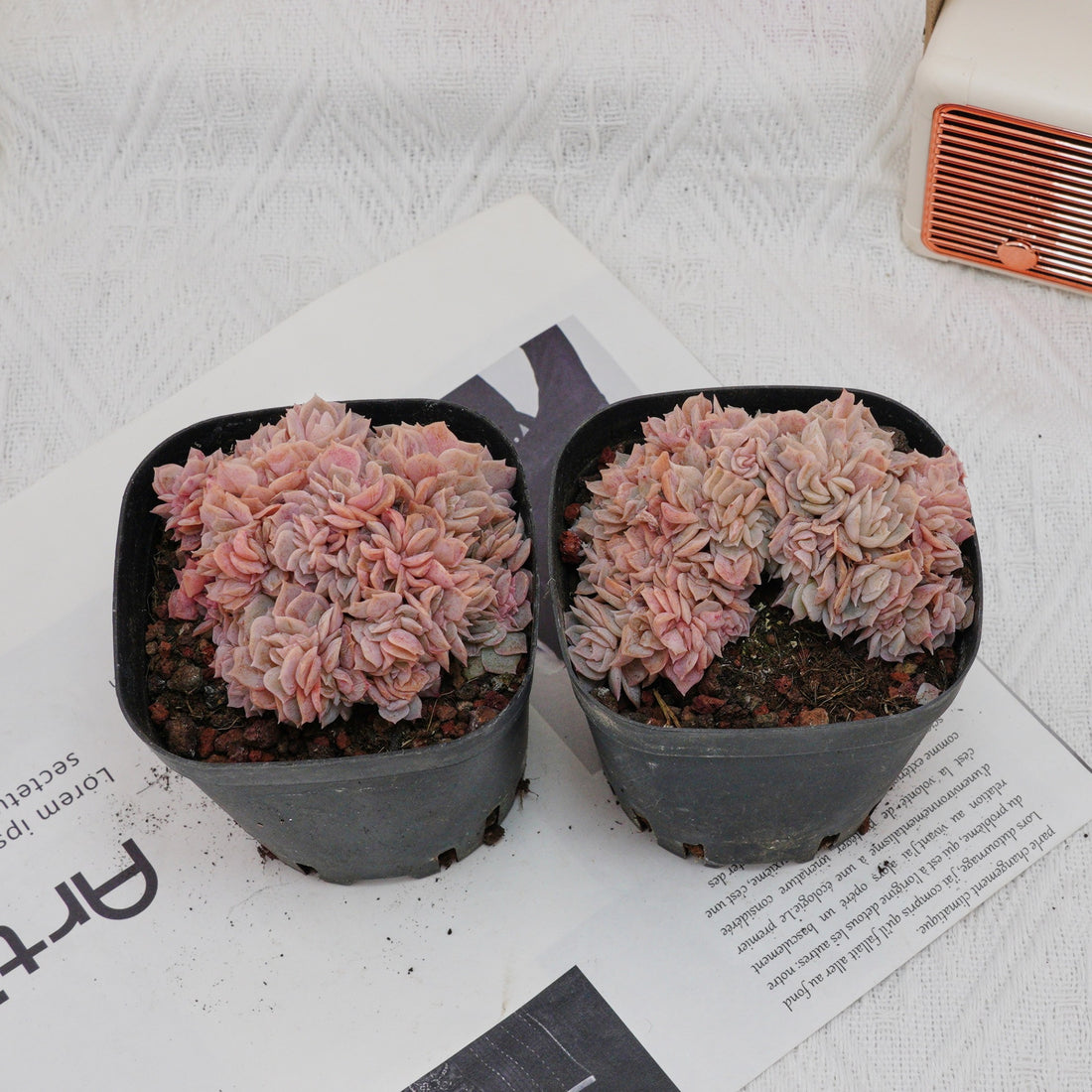 3.5'' Echeveria Blue Surprise Crested, Rare Live Succulent Plants