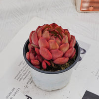 4'' Echeveria Lola, Rare Live Succulent Plants