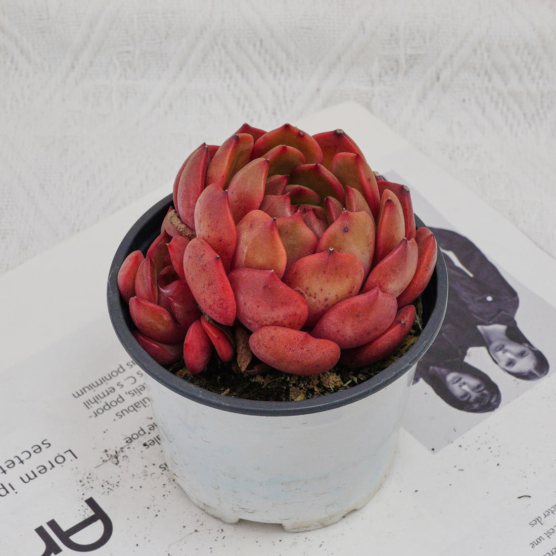 4'' Echeveria Lola, Rare Live Succulent Plants