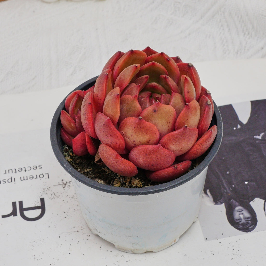 4'' Echeveria Lola, Rare Live Succulent Plants