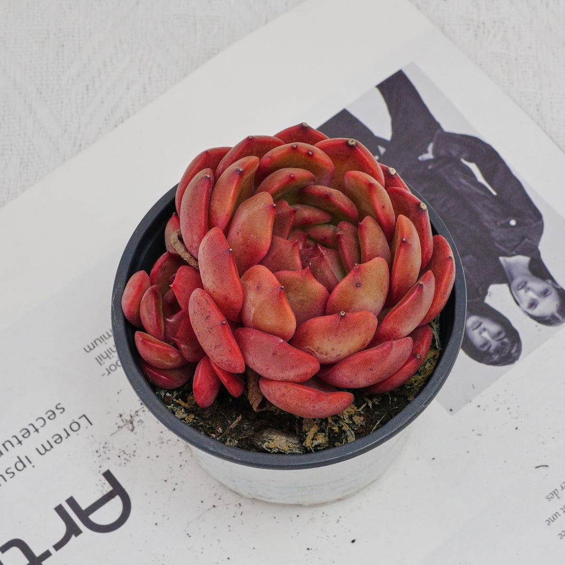 4'' Echeveria Lola, Rare Live Succulent Plants