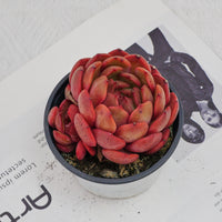 4'' Echeveria Lola, Rare Live Succulent Plants