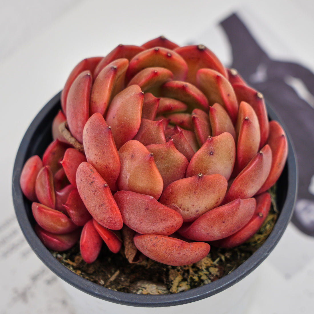 4'' Echeveria Lola, Rare Live Succulent Plants