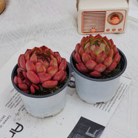 4'' Echeveria Lola, Rare Live Succulent Plants