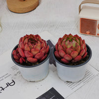 4'' Echeveria Lola, Rare Live Succulent Plants