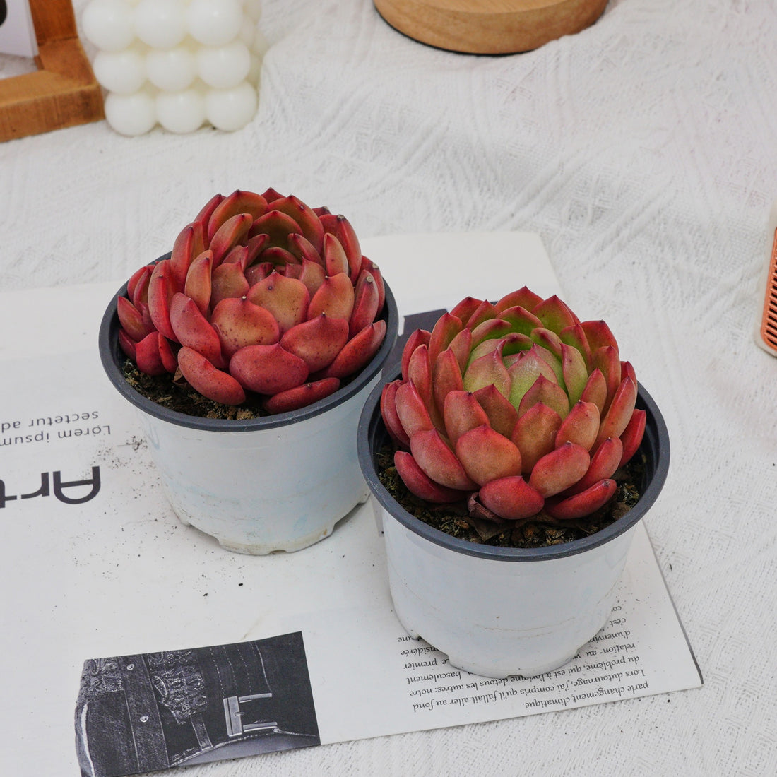 4'' Echeveria Lola, Rare Live Succulent Plants