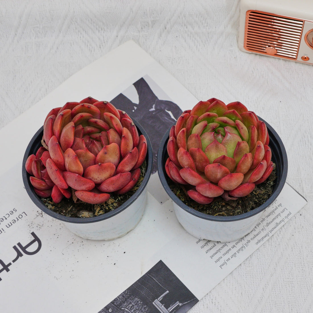 4'' Echeveria Lola, Rare Live Succulent Plants
