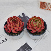 4'' Echeveria Lola, Rare Live Succulent Plants