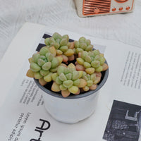 4'' Echeveria Bubble Gum, Rare Live Succulent Plants