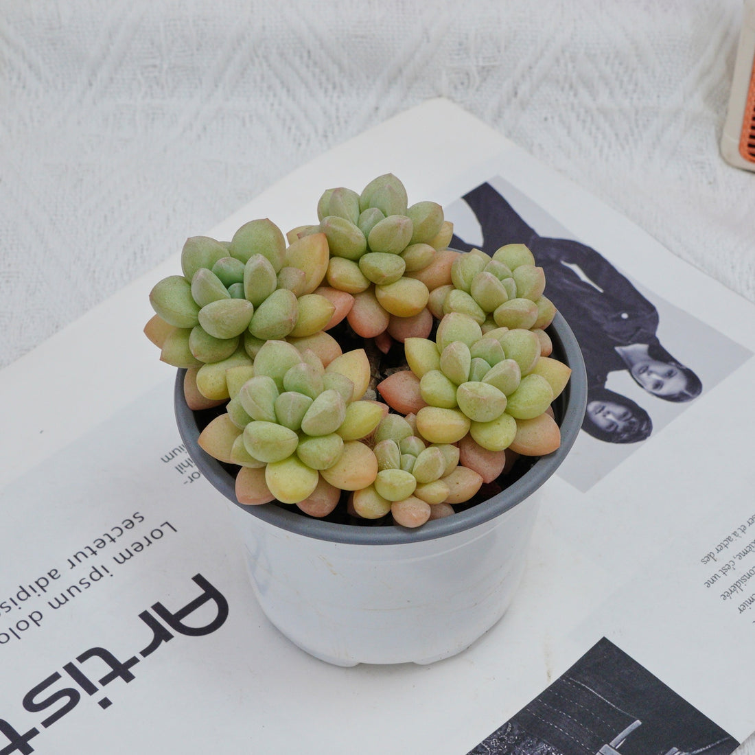 4'' Echeveria Bubble Gum, Rare Live Succulent Plants