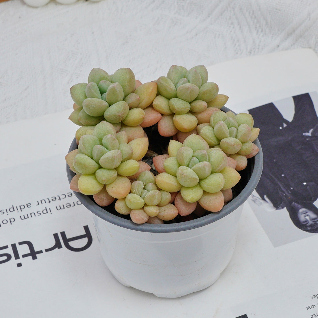 4'' Echeveria Bubble Gum, Rare Live Succulent Plants