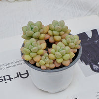 4'' Echeveria Bubble Gum, Rare Live Succulent Plants