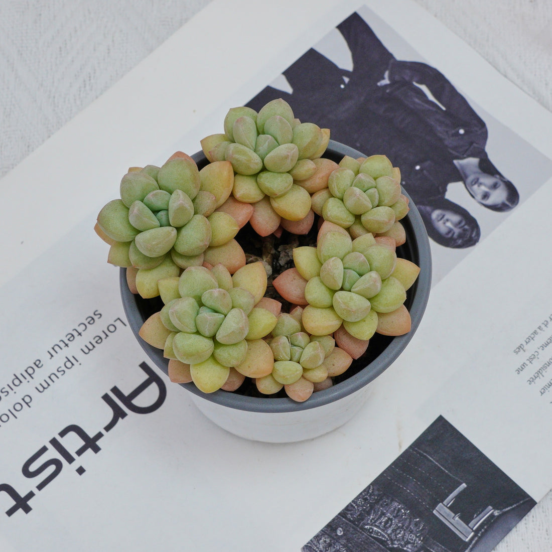 4'' Echeveria Bubble Gum, Rare Live Succulent Plants