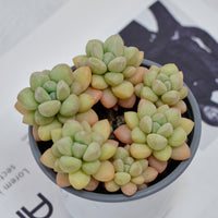 4'' Echeveria Bubble Gum, Rare Live Succulent Plants