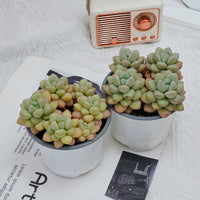 4'' Echeveria Bubble Gum, Rare Live Succulent Plants