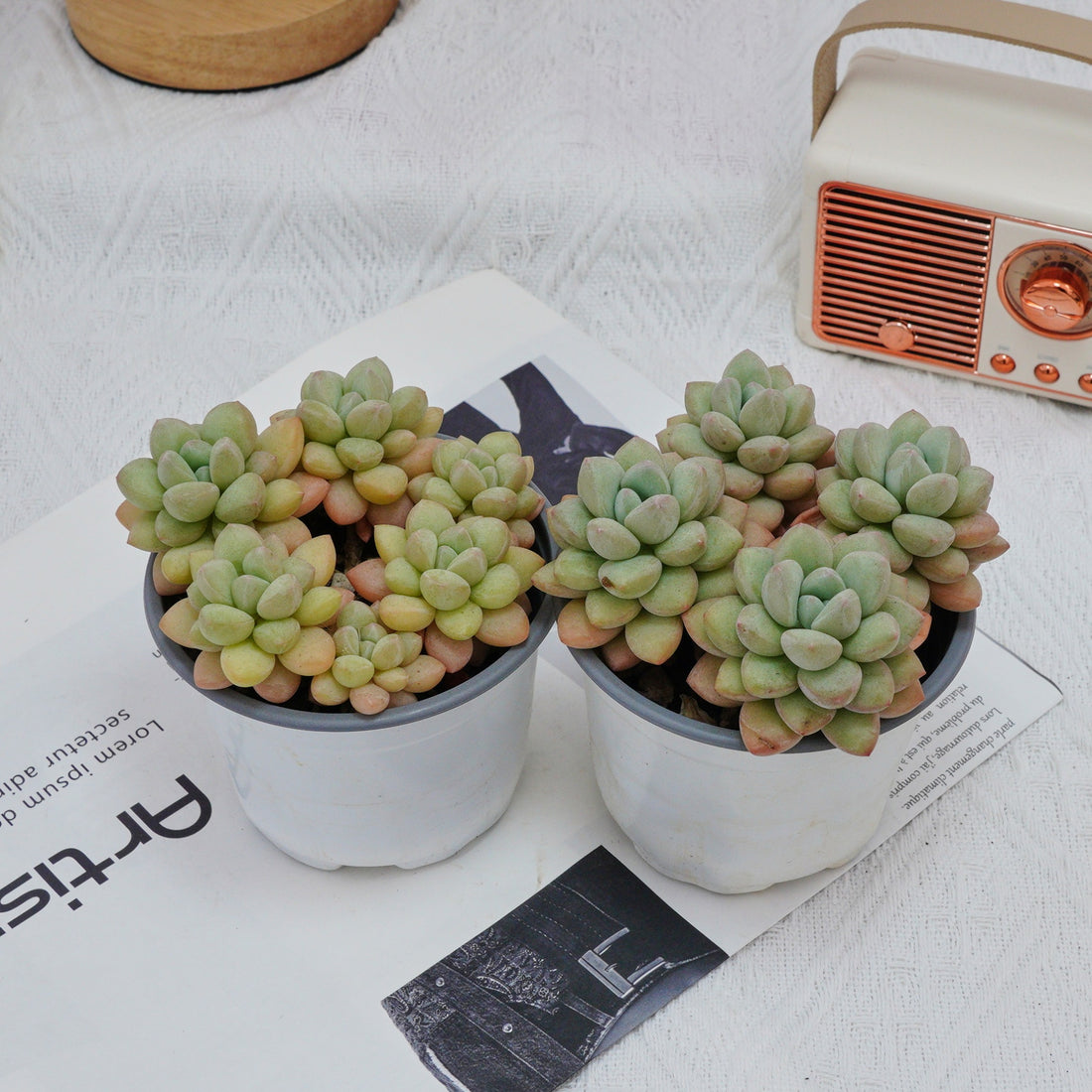 4'' Echeveria Bubble Gum, Rare Live Succulent Plants