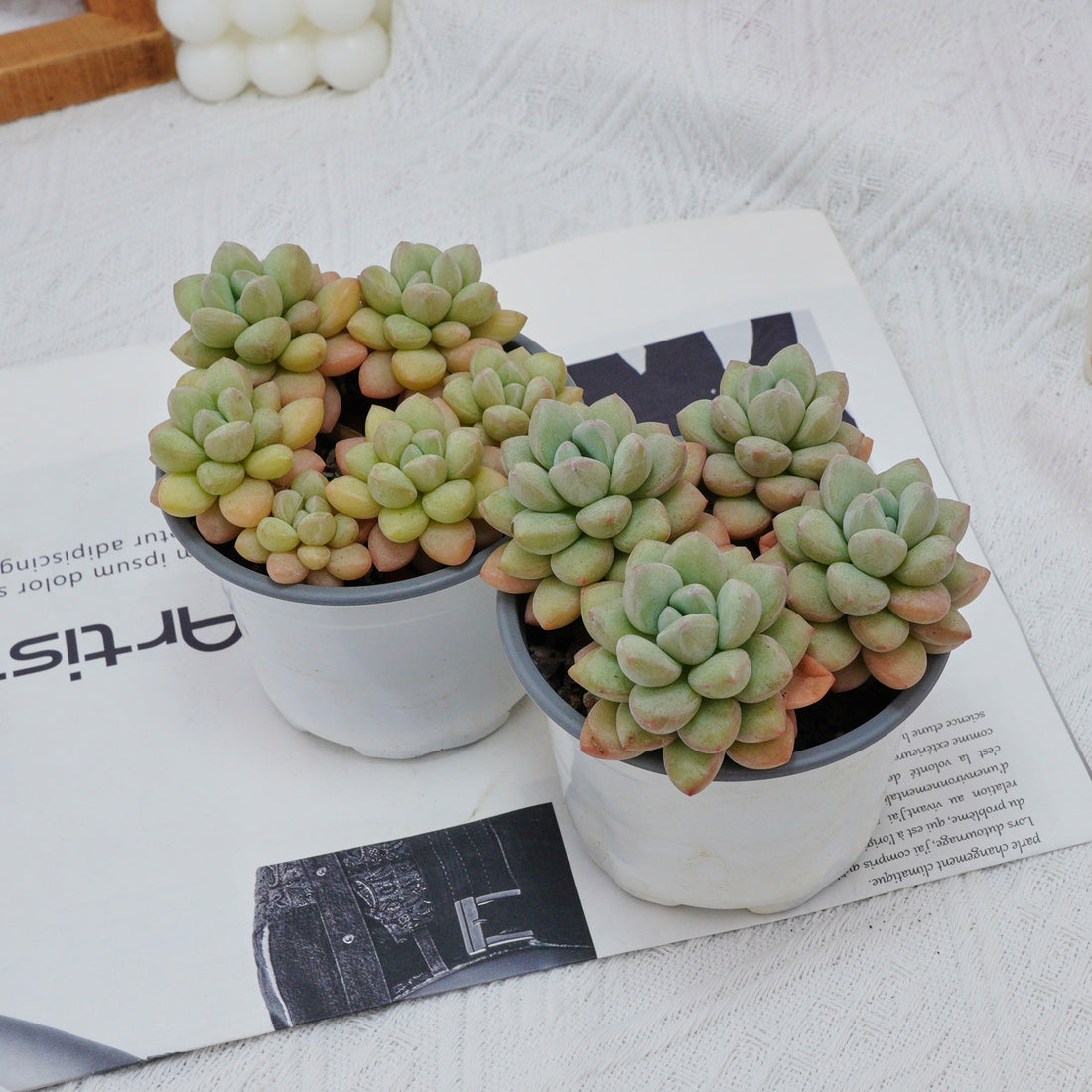 4'' Echeveria Bubble Gum, Rare Live Succulent Plants
